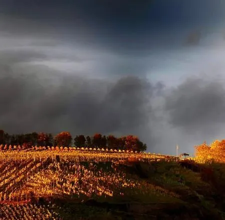 Haus Am Würzlaysteig * Lehmen